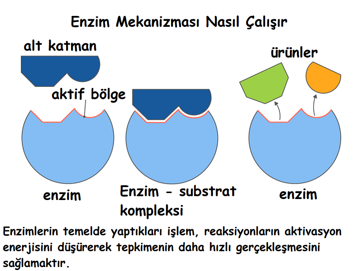 Enzim Biyokimyası: Enzim Nedir, Nasıl Çalışır